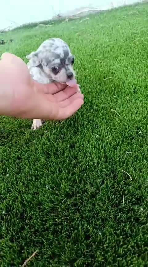 Chihuahua perros en venta: Chihuhua merle - Video 1