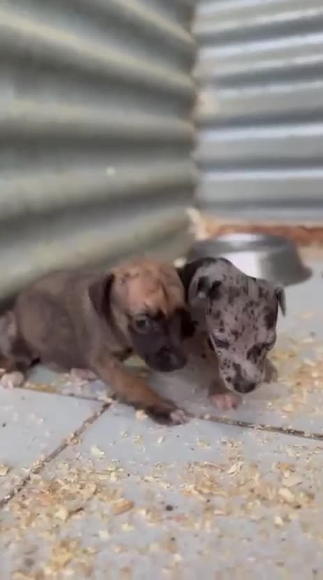 Whippet perros en venta: Whipper hembras  - Video 1