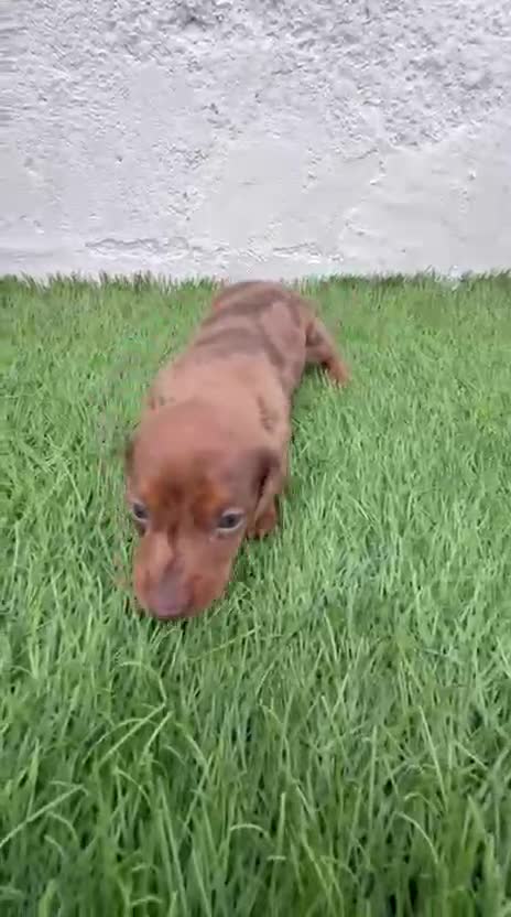 Teckel Miniatura perros en venta: Teckel miniatura merle chocolate  - Video 1
