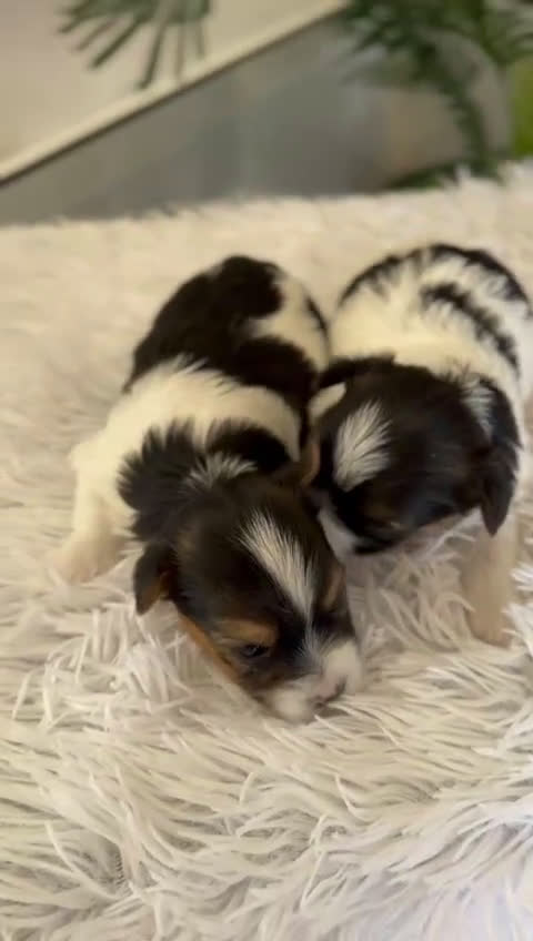 Yorkshire Terrier perros en venta: YORKSHIRE BIEWER - Video 1