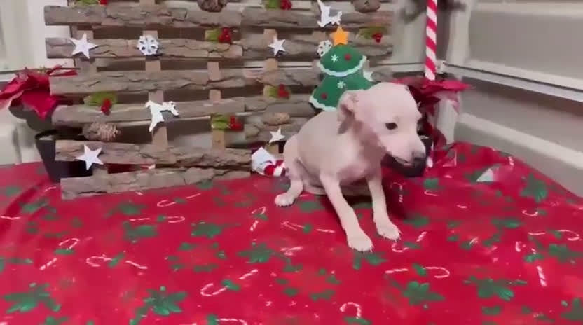 Pequeño Lebrel Italiano perros en venta: Piccolo italiano - Video 1