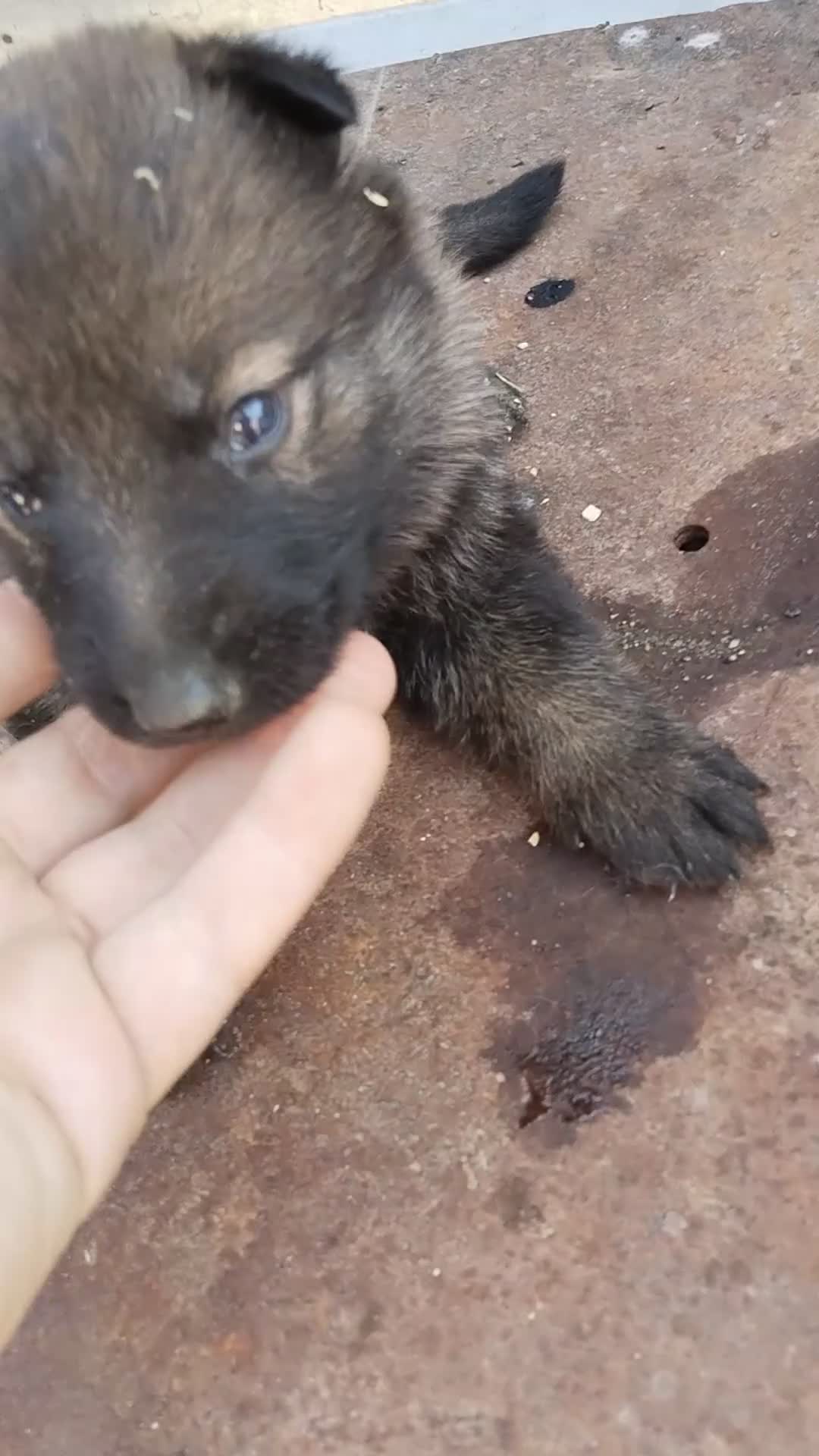 Pastor Alemán perros en venta: Disponible 5 hembras de Pastor alemán  - Video 3