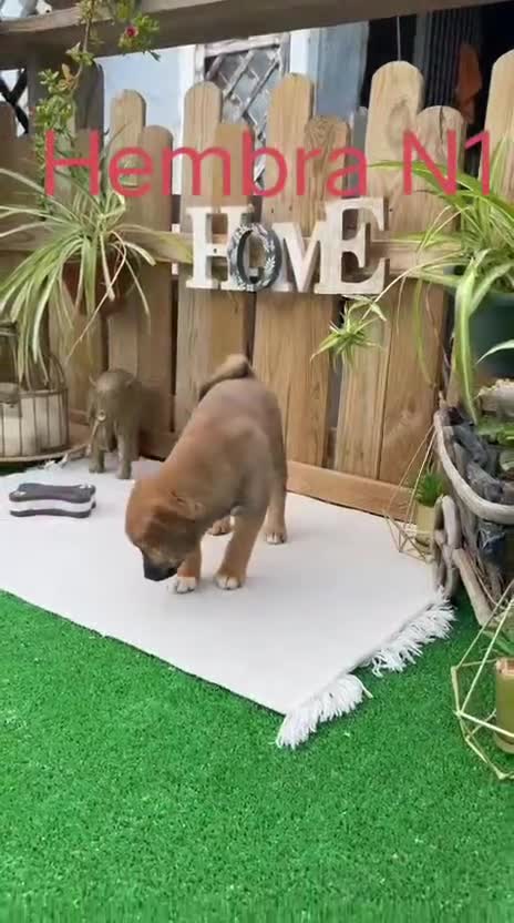 Shiba Inu perros en venta: Shiba Inu preciosos color rojo  - Video 4