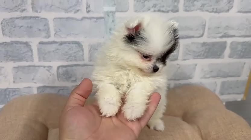 Pomerania perros en venta: Pomerania - Video 1