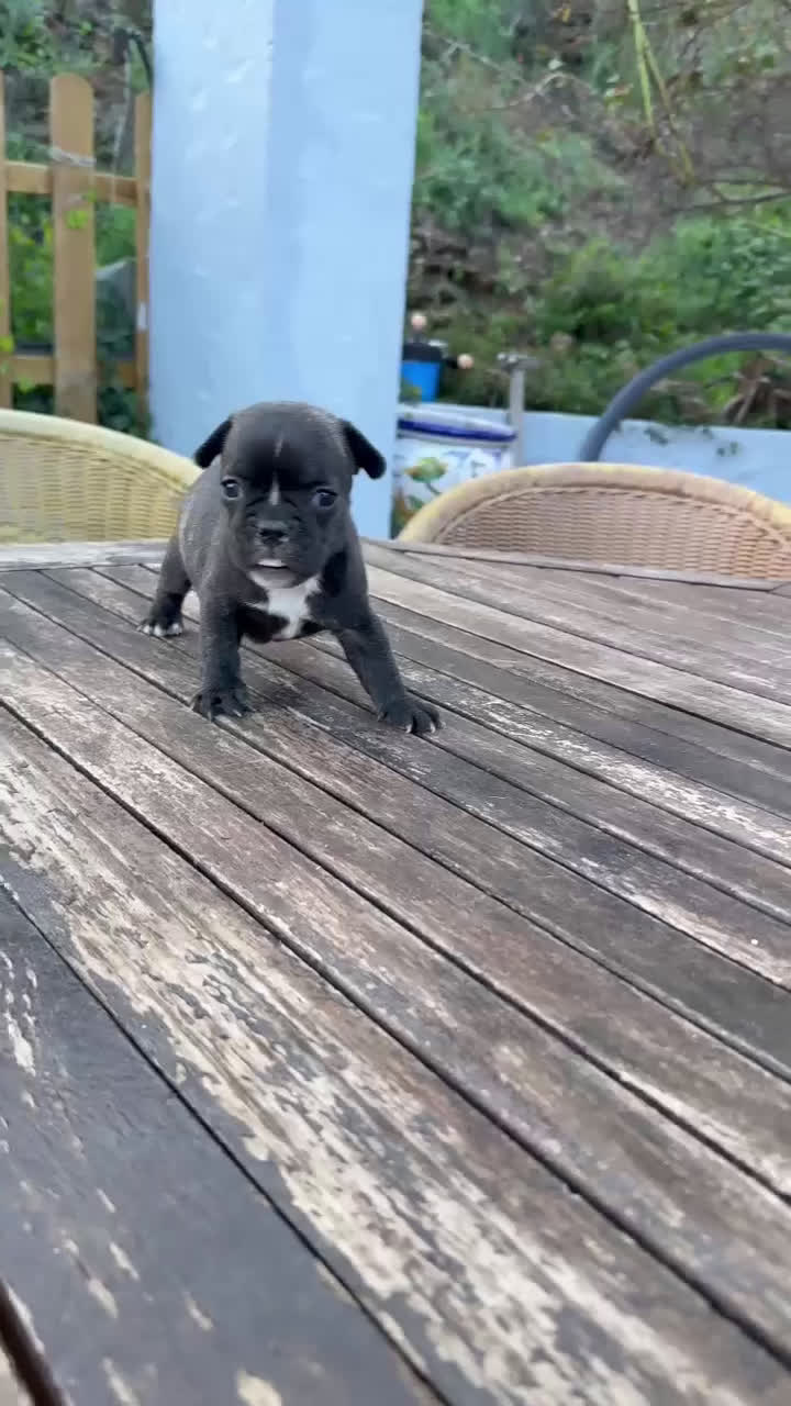 Bulldog Francés perros en venta: Bulldog francés negrita preciosa  - Video 1