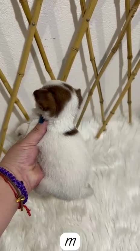 Chihuahua perros en venta: CHIHUAHUA MICRO TOY - Video 1