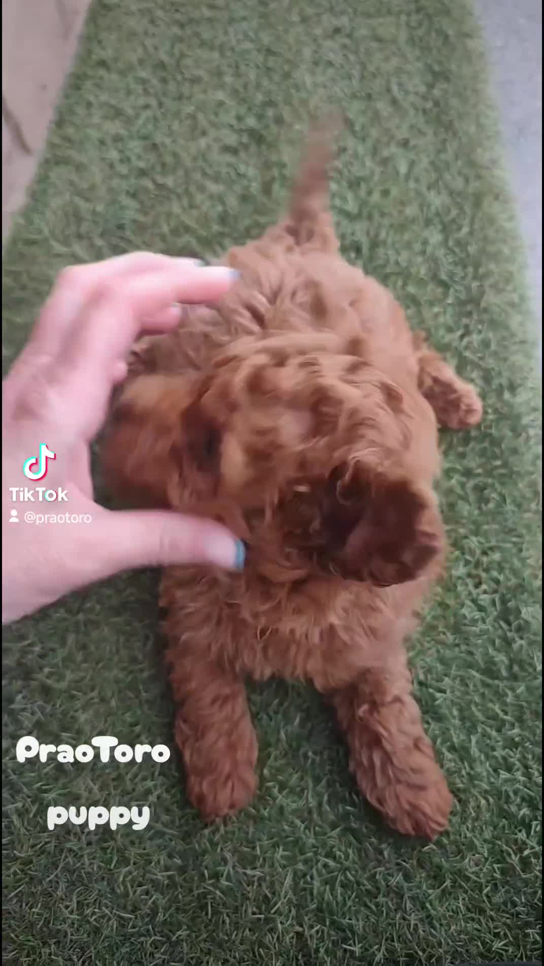 Caniche Toy perros en venta: ULTIMO DE LA CAMADA  en Zaragoza - Video 1