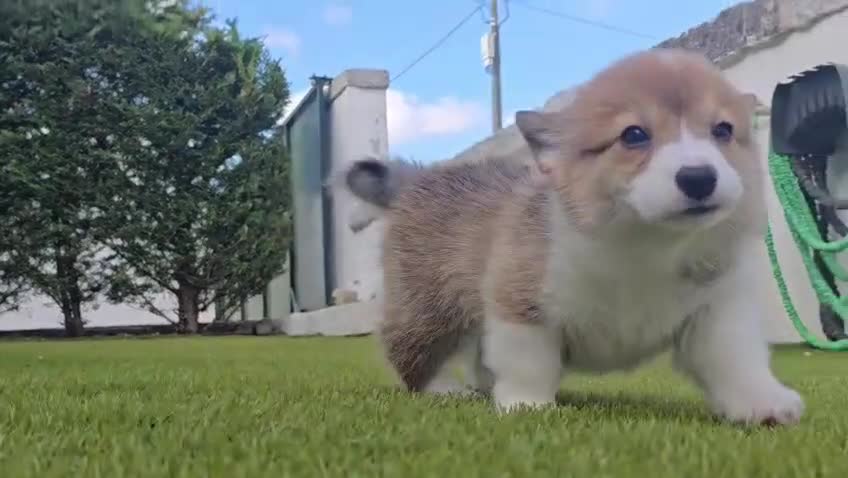 Welsh Corgi Pembroke perros en venta: Preciosas cachorras de Welsh corgi Pembroke - Video 1