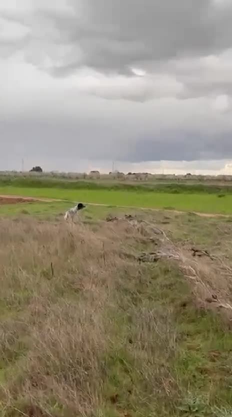 Setter Inglés perros en venta: Seter inglés  - Video 2