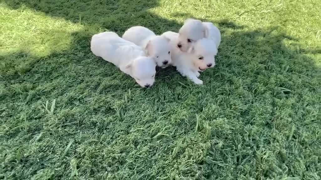 Bichón Maltés perros en venta: Bichon Maltes  - Video 3