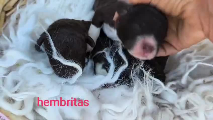 Perro de Agua Español perros en venta: Perros de agua  - Video 2