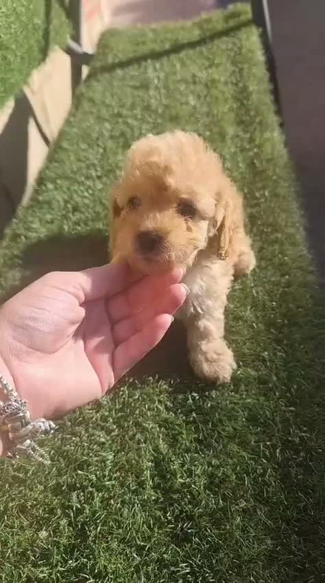 Caniche Toy perros en venta: Ultimo machito toy en Navarra - Video 1