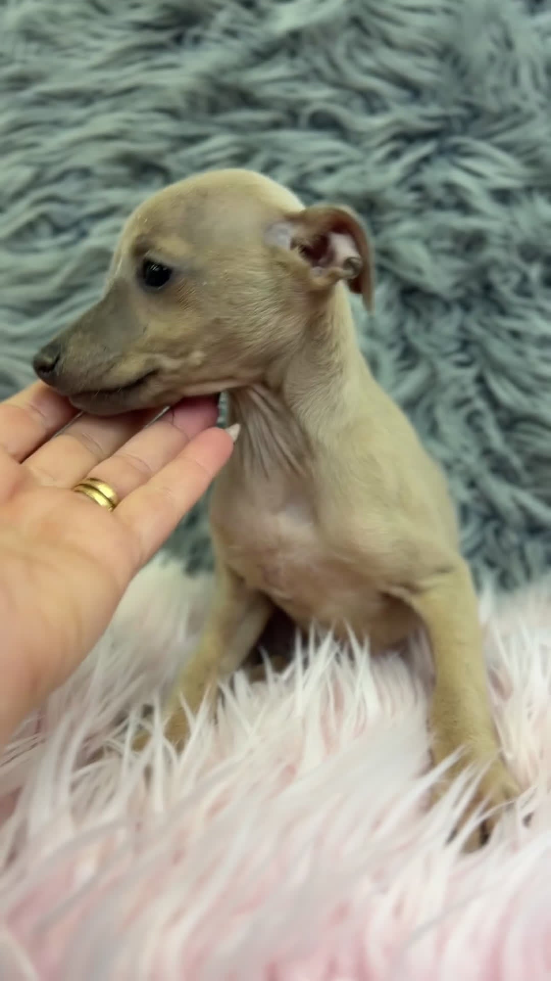 Pequeño Lebrel Italiano perros en venta: Piccolo italiano Isabella  - Video 1