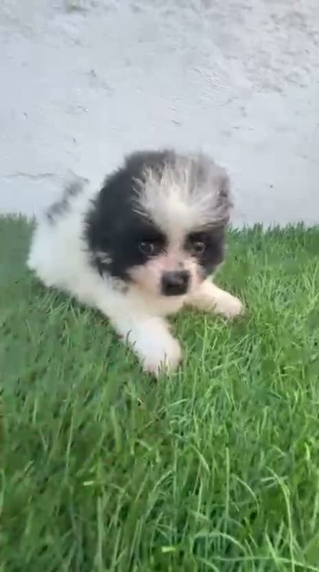 Pomerania perros en venta: Pomerania - Video 1