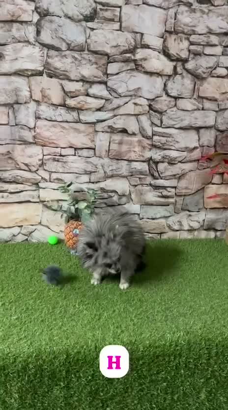 Pomerania perros en venta: POMERANIA MERLE MINI TOY - Video 1