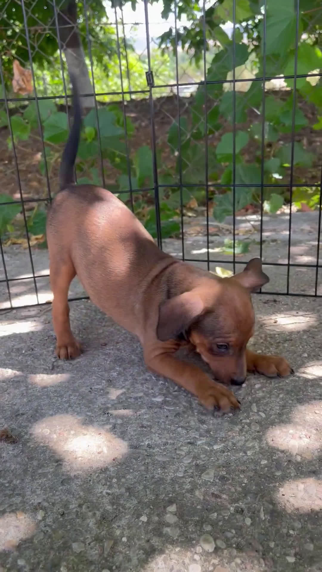Pinscher Miniatura perros en venta: Camada pinscher miniatura  - Video 3