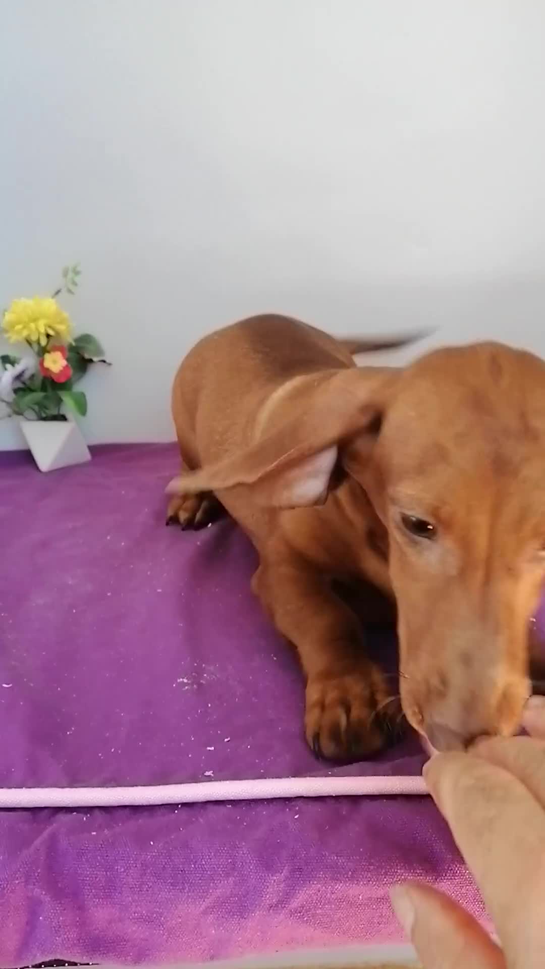 Teckel perros en venta: Preciosos teckel muy cariñosos  - Video 2
