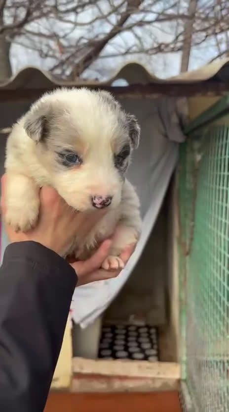 Border Collie perros en venta: Preciosa camada Border Collie reserva ya el tuyo - Video 1
