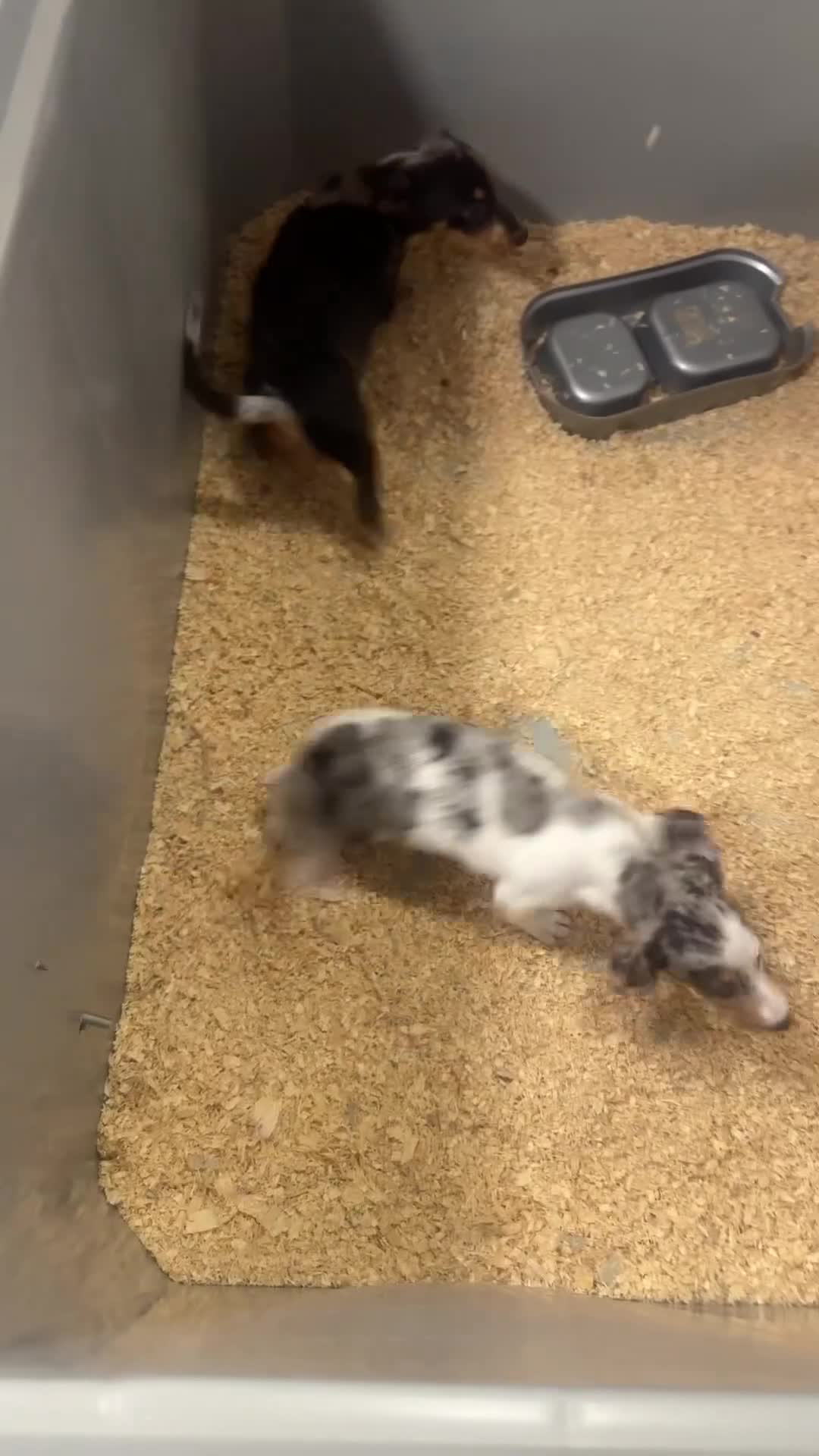 Teckel perros en venta: 618298958 preciosos teckel  - Video 1