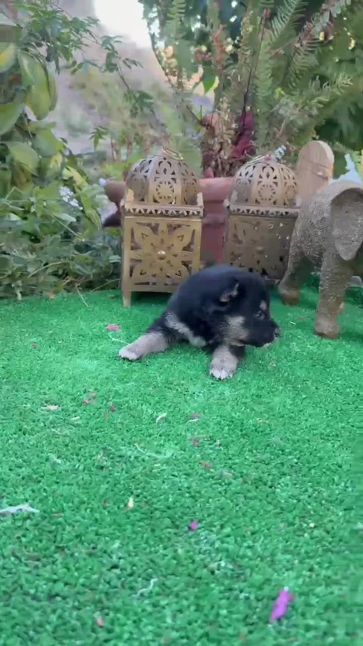 Shiba Inu perros en venta: Shiba inu negros y rojos preciosos  - Video 1
