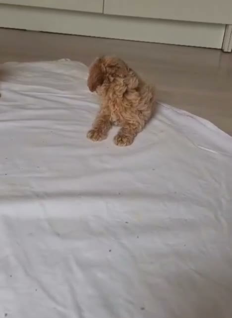 Caniche Toy perros en venta: Caniche toy - Video 1