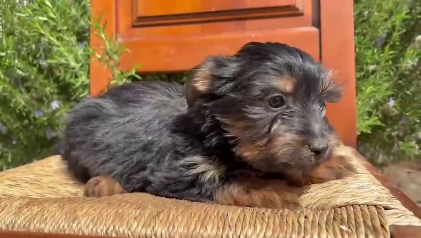 Yorkshire Terrier perros en venta: Yorkshire terrier  - Video 1