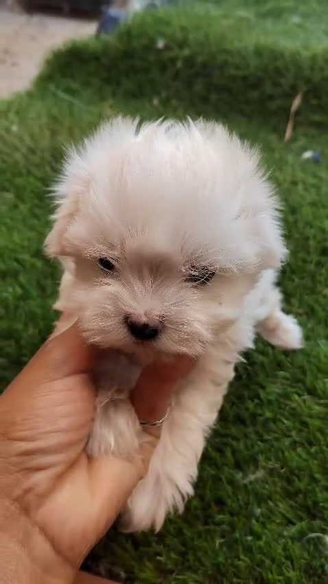 Bichón Maltés perros en venta: Bichon Maltes  - Video 1