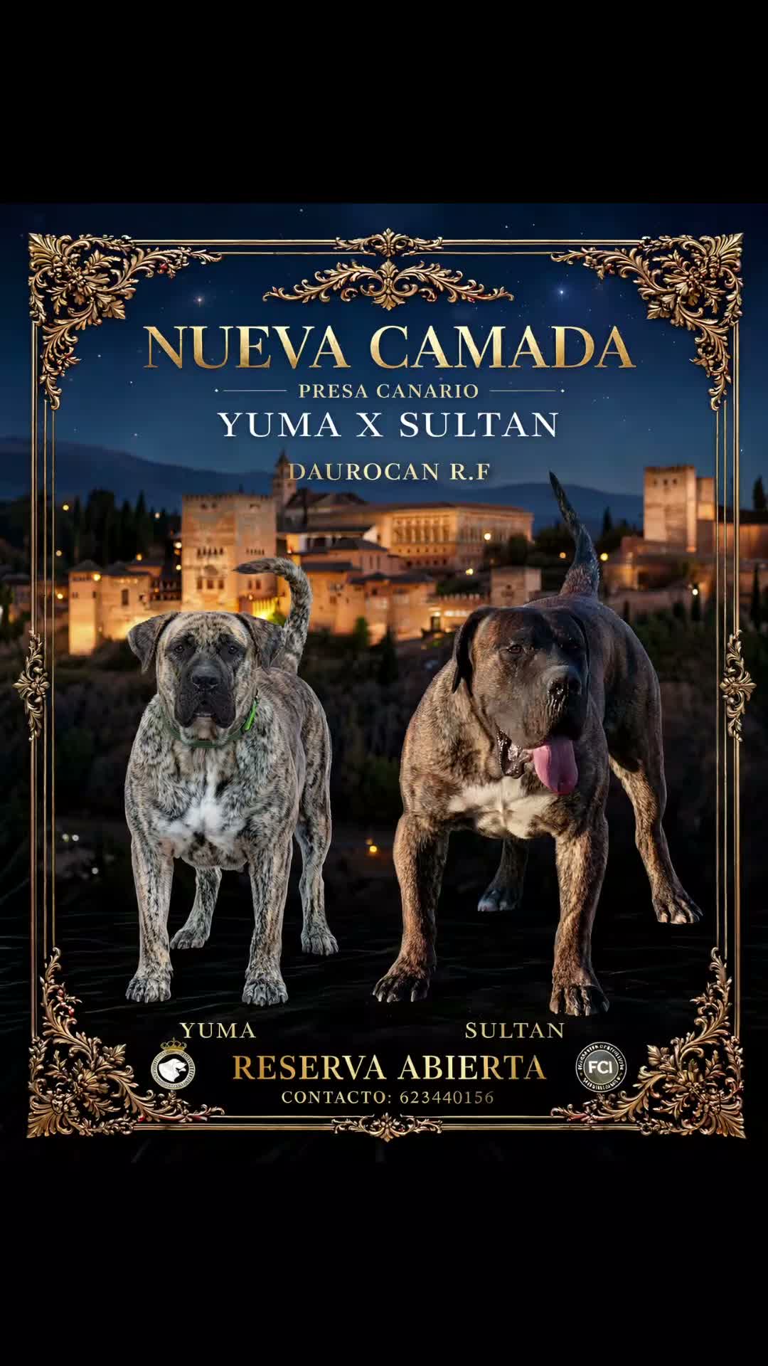 Presa Canario perros en venta: Camada presa canario pedigri FCI - Video 2