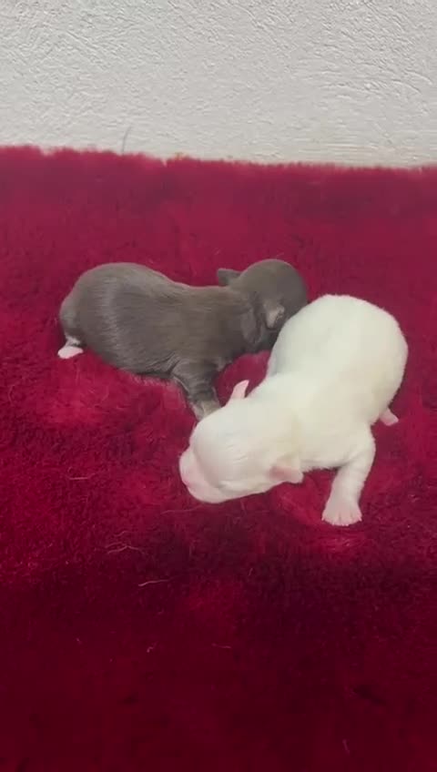Chihuahua perros en venta: CHIHUAHUA PELO LARGO TOY - Video 1