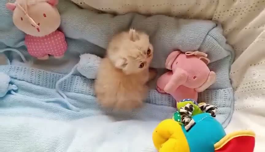 Persa gatos en venta: Gatitos persa himalayos  - Video 1