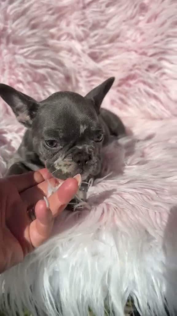 Bulldog Francés perros en venta: BULLDOG FRANCÉS HEMBRA EXÓTICA  - Video 1