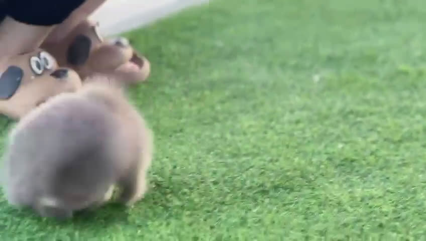 Pomerania perros en venta: Perros Pomeranios   - Video 1