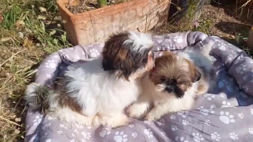 Shih Tzu perros en venta: SHIH TZUS EXCLUSIVOS  - Video 1