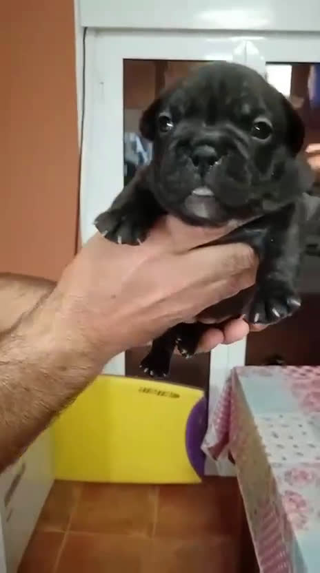 Bulldog Francés perros en venta: Bulldog francés  - Video 3