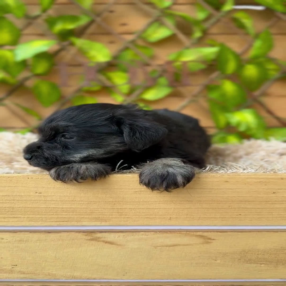 Schnauzer Miniatura perros en venta: Camada de Alba  - Video 5