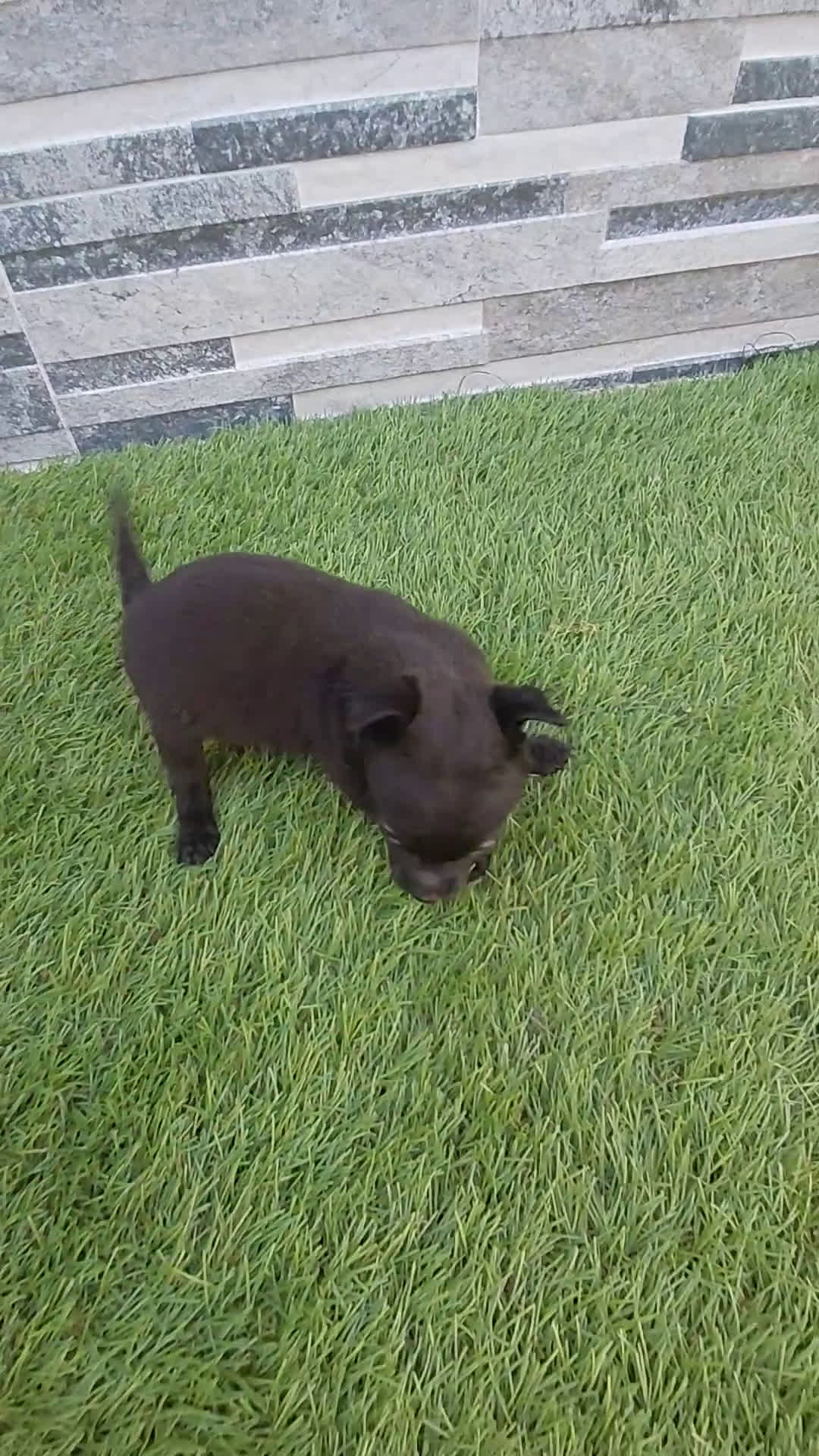 Chihuahua perros en venta: Chihuahuas  - Video 1