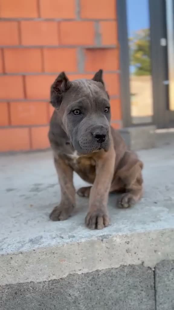 Cane Corso perros en venta: Cane corso - Video 2