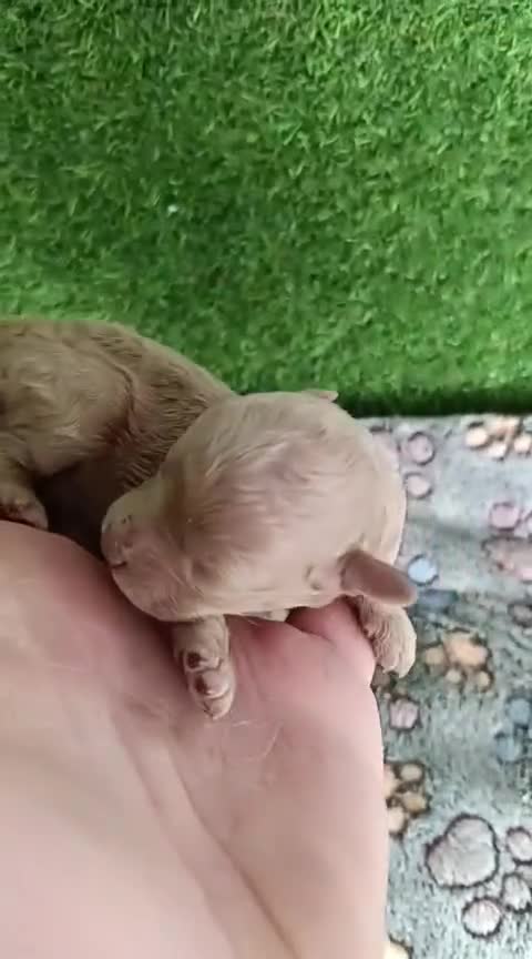 Caniche Toy perros en venta: Hembras de caniches toy, roja pimentón y apricot  - Video 1