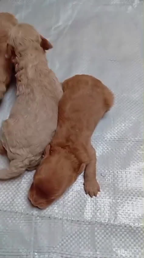 Caniche Toy perros en venta: Tenemos camadas disponible de caniche toy - Video 2