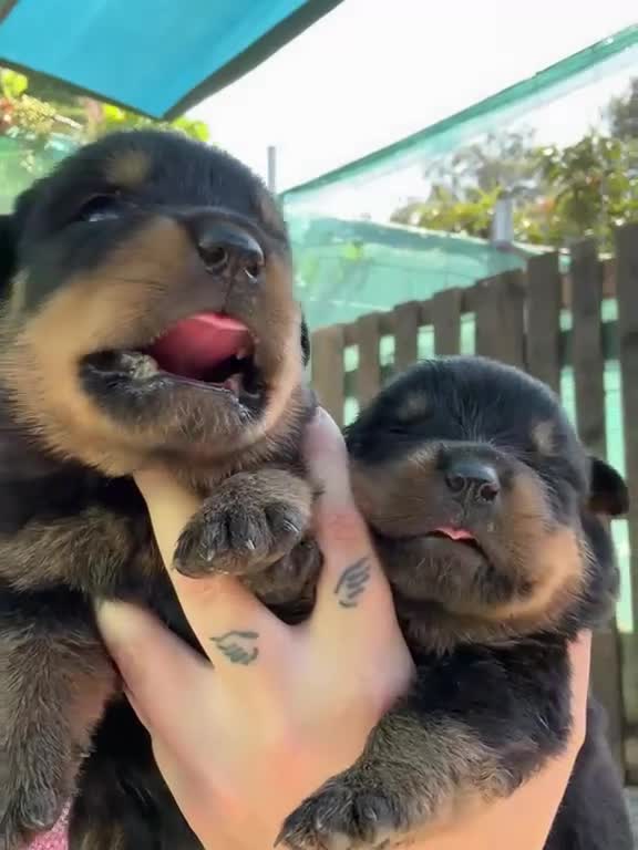 Rottweiler perros en venta: Cachorros de Rottweiler - Video 1