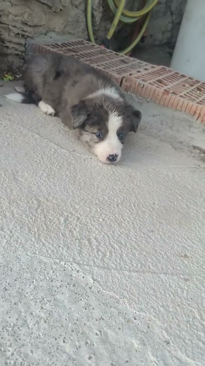 Border Collie perros en venta: BORDER COLLIE - ÚLTIMOS CACHORROS DISPONIBLES - Video 1