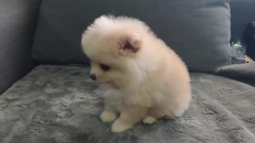 Pomerania perros en venta: POMERANIA macho - Video 1