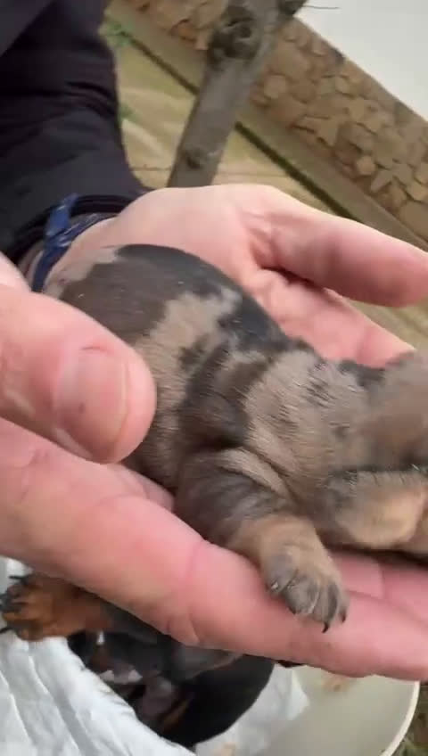 Teckel Miniatura perros en venta: Teckel miniatura y teckel kaninchen  - Video 4