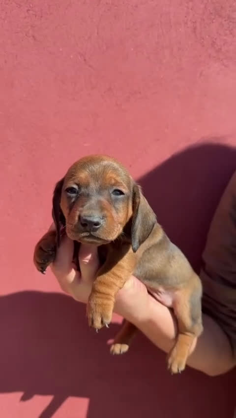 Teckel Miniatura perros en venta: teckel mikniatura valencia madrid - Video 1