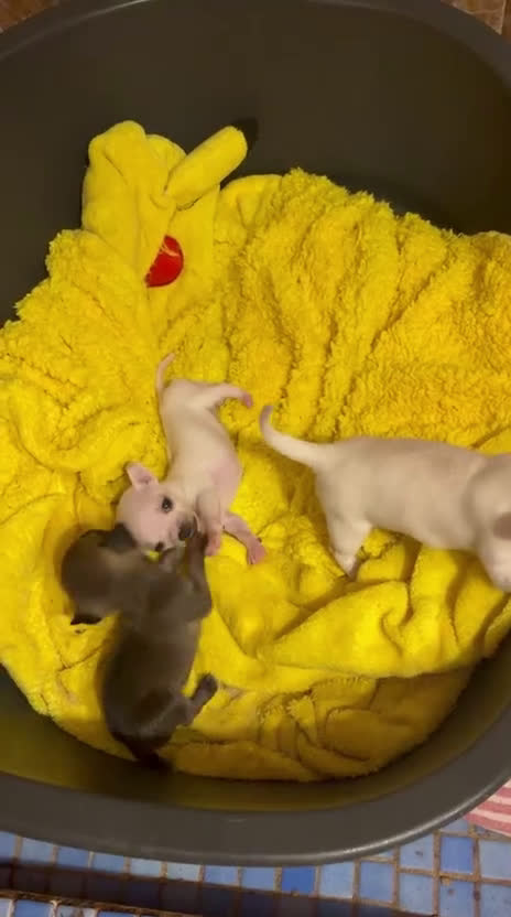 Chihuahua perros en venta: Chihuhuas mini  - Video 1