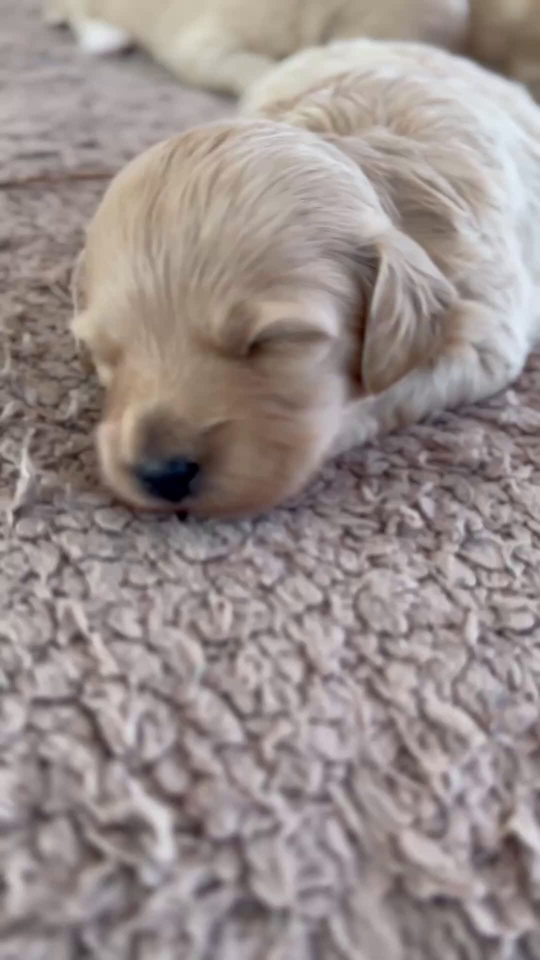 Maltipoo perros en venta: ✨ Grey ✨ - Video 1