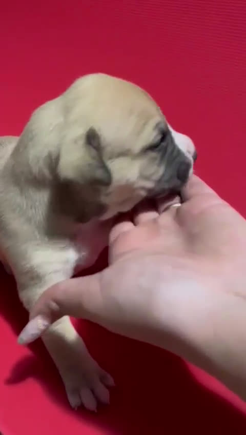American Pit Bull Terrier perros en venta: camada American Pitbull Terrier  - Video 1