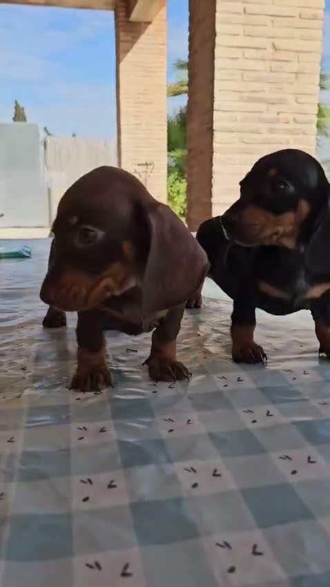 Teckel Miniatura perros en venta: Teckel kanichen precio real - Video 1