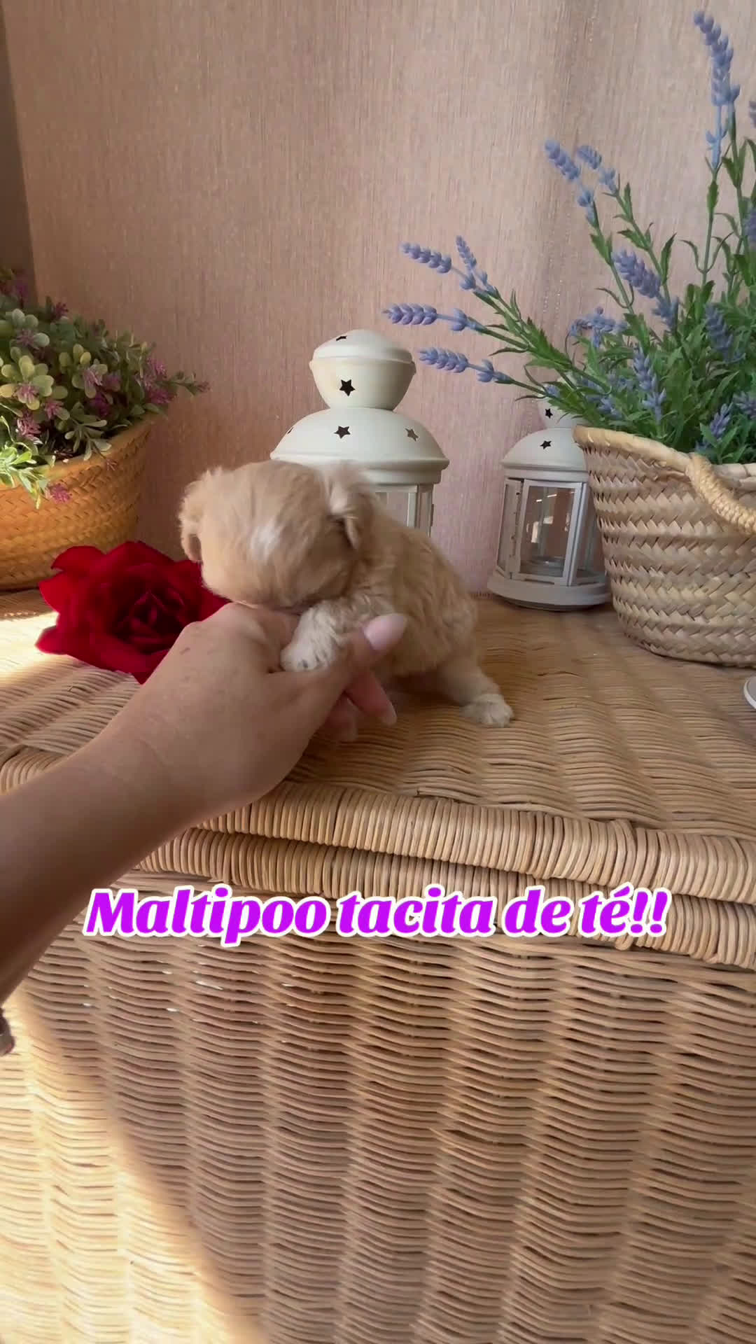 Maltipoo perros en venta: Maltipoo  tacita de té (hembra disponible) - Video 1