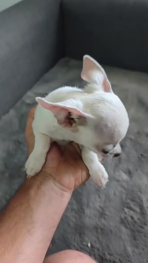 Chihuahua perros en venta: CHIHUAHUA TOY MACHO - Video 1